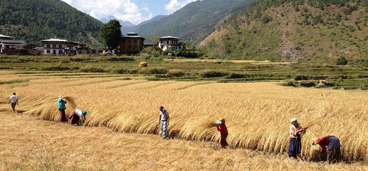 Bhutan Autumn