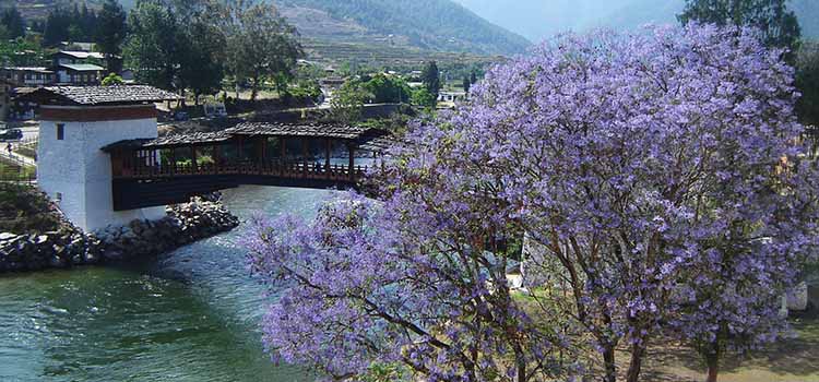 Bhutan Spring